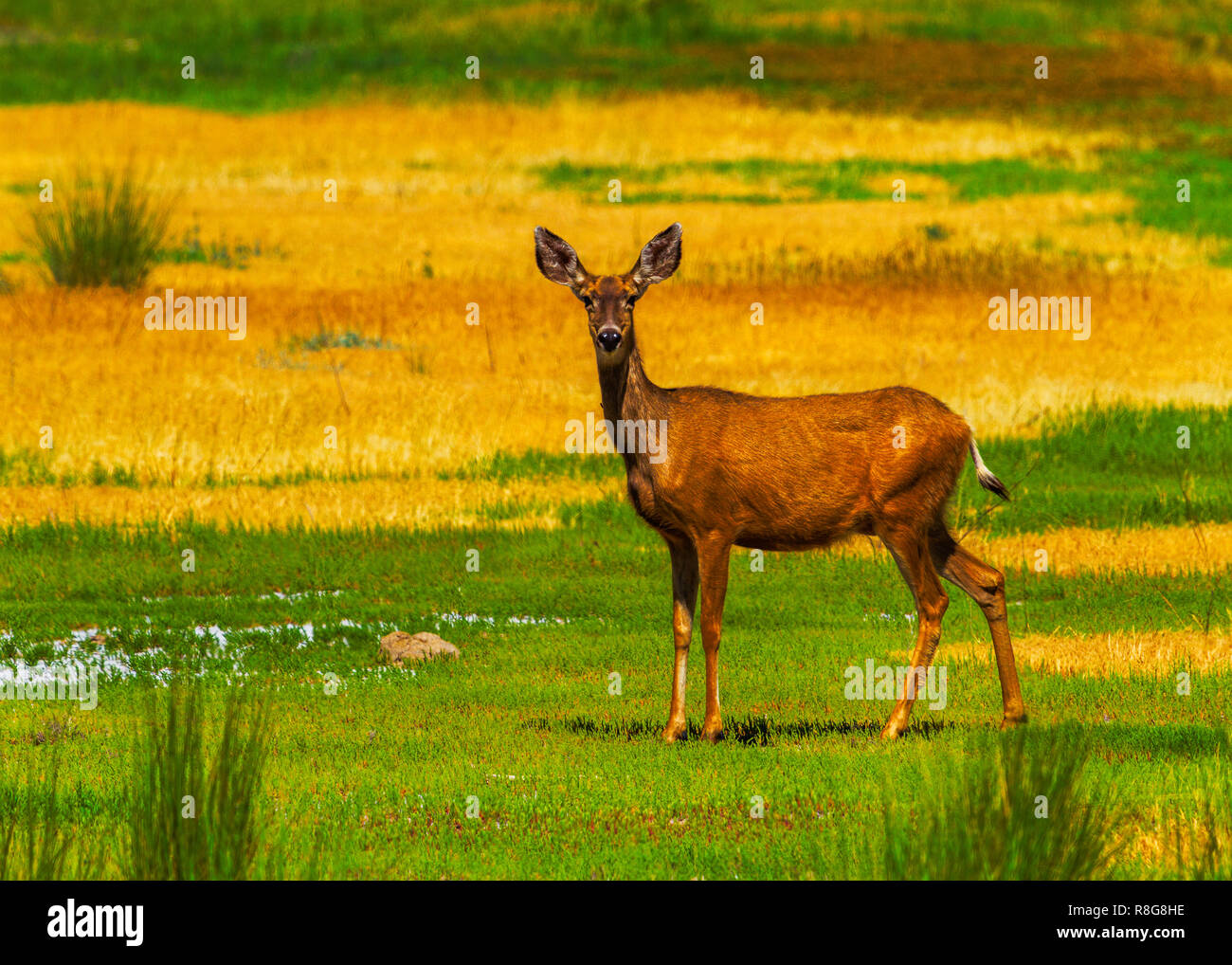 Utah Mule Deer Stock Photo