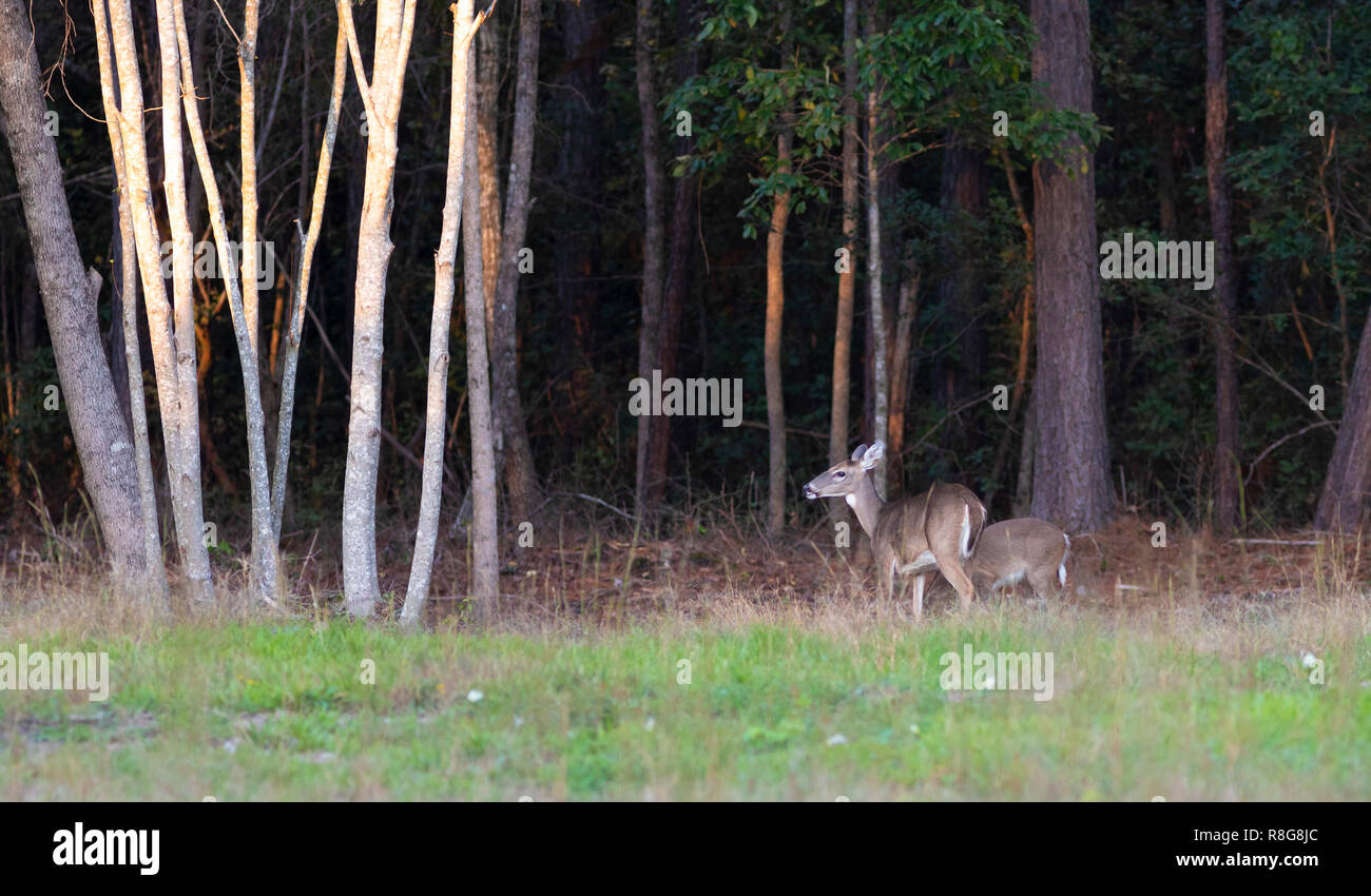 Two whitetail deer near a thick forest in North Carolina Stock Photo