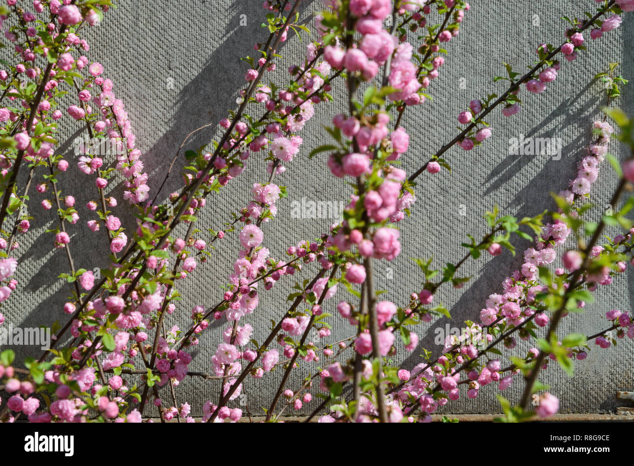 Many bright pink flowers that are starting bloom on twigs of  Prunus triloba bush in bright spring sunlight on gray background. Stock Photo