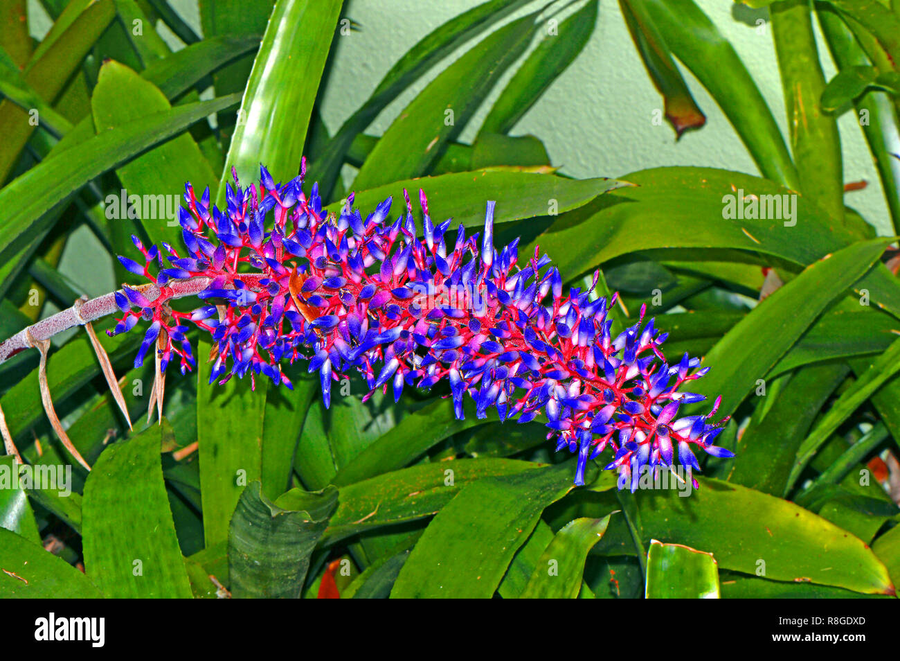 Aechmea dichlamydea red and blue flowers var. trinitensis Stock Photo