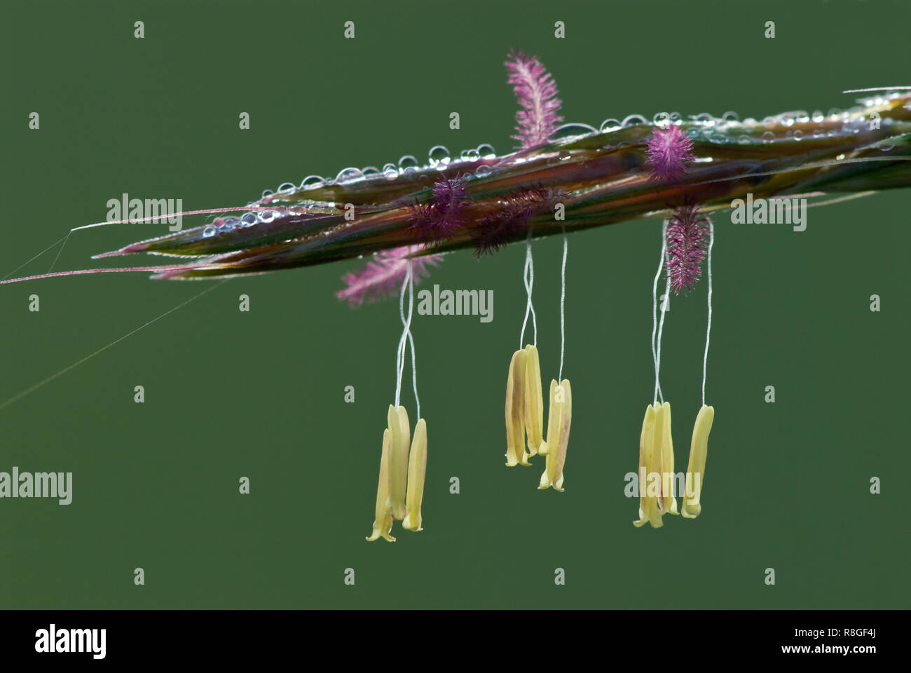 Dew-covered flowers of big bluestem grass (Andropogon gerardii), showing yellow anthers (male) dangling beneath magenta-colored stigmas (female). Stock Photo