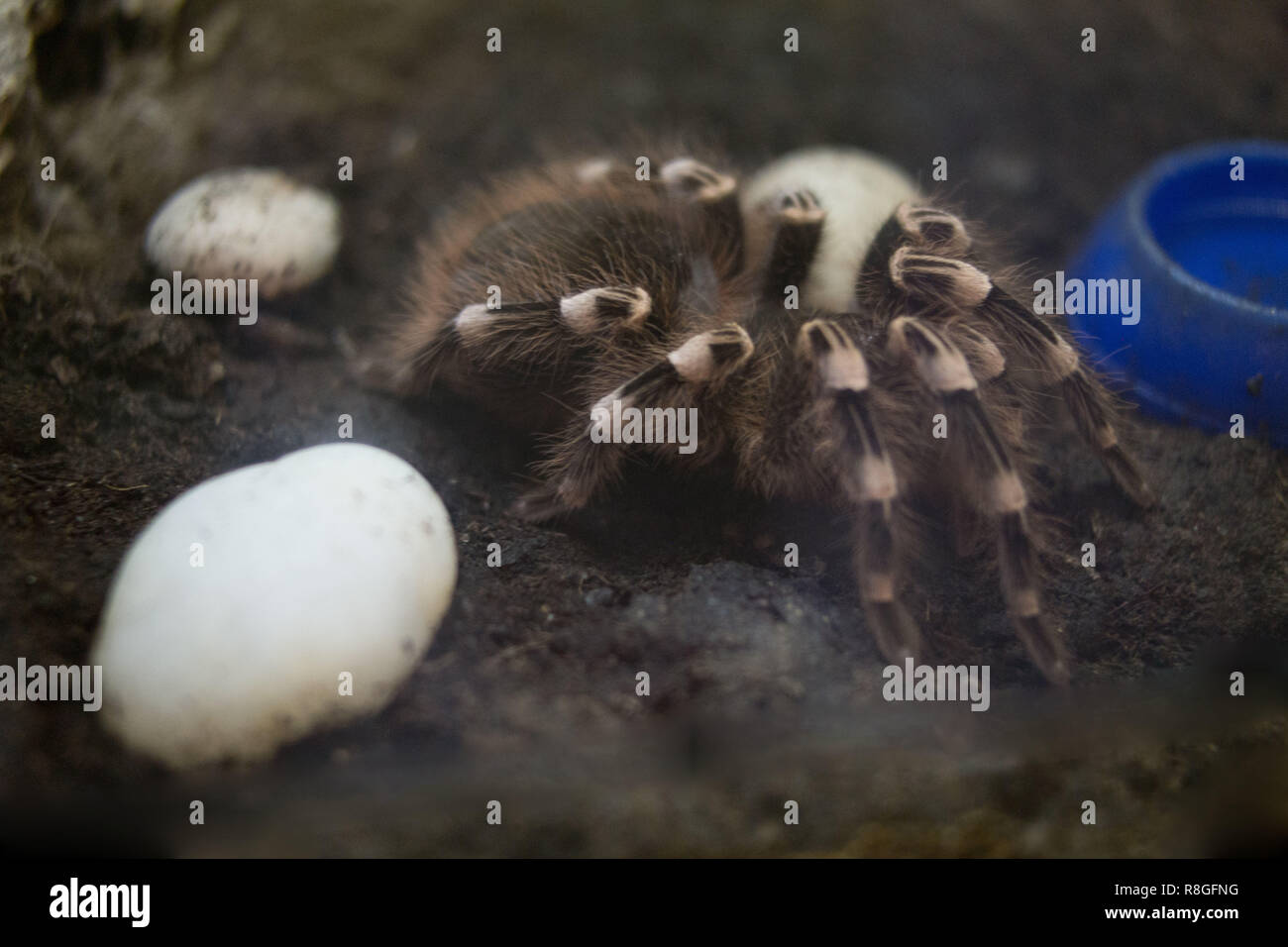 Predatory Spider tarantula in a zoo terrarium Stock Photo