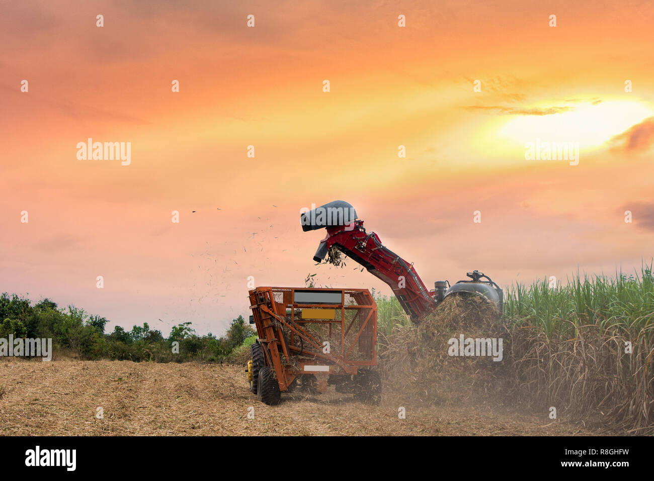 Cane cutting machine sale