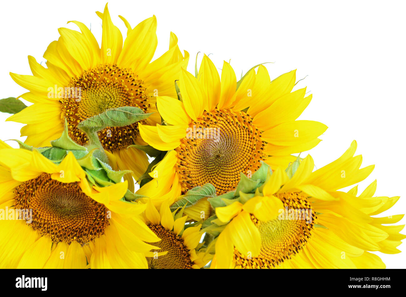 Sunflowers isolated on white background Stock Photo - Alamy