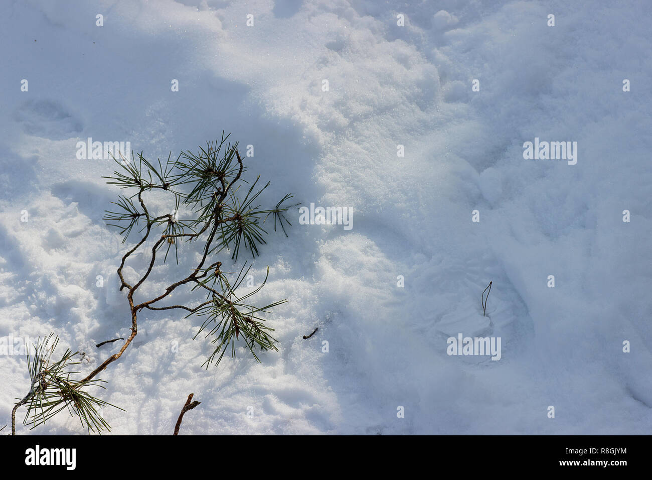 Pine branch on snow background Stock Photo - Alamy