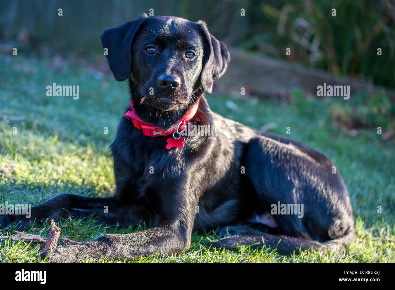 A pet black Labrador puppy sat on the frosty grass on a cold winter's day Stock Photo