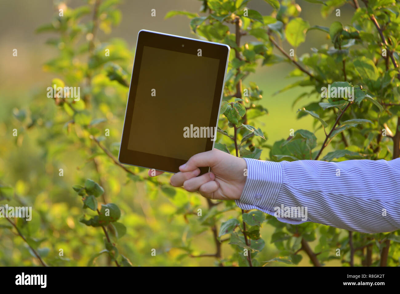 Tablet computer in  children's hand on nature Stock Photo