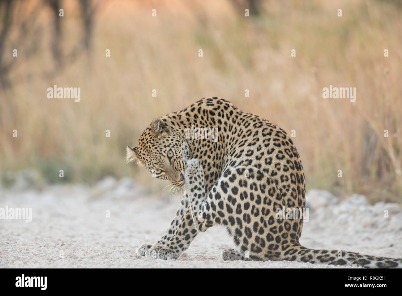 Male leopard early in the morning Stock Photo