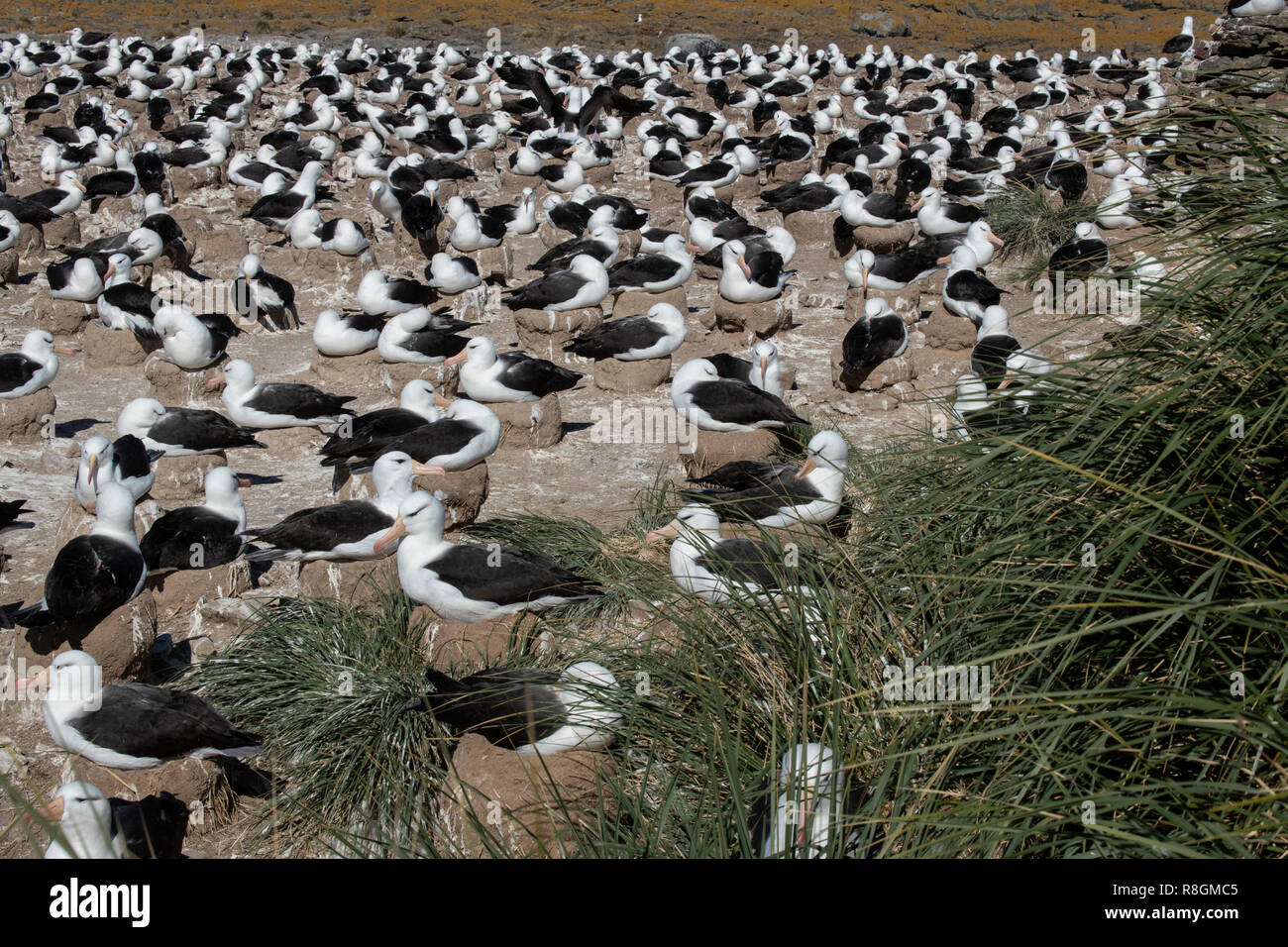 United Kingdom, Falkland Islands, West Falklands, Jason Islands, Steeple Jason. Largest black-browed albatross colony in the Falklands. Stock Photo
