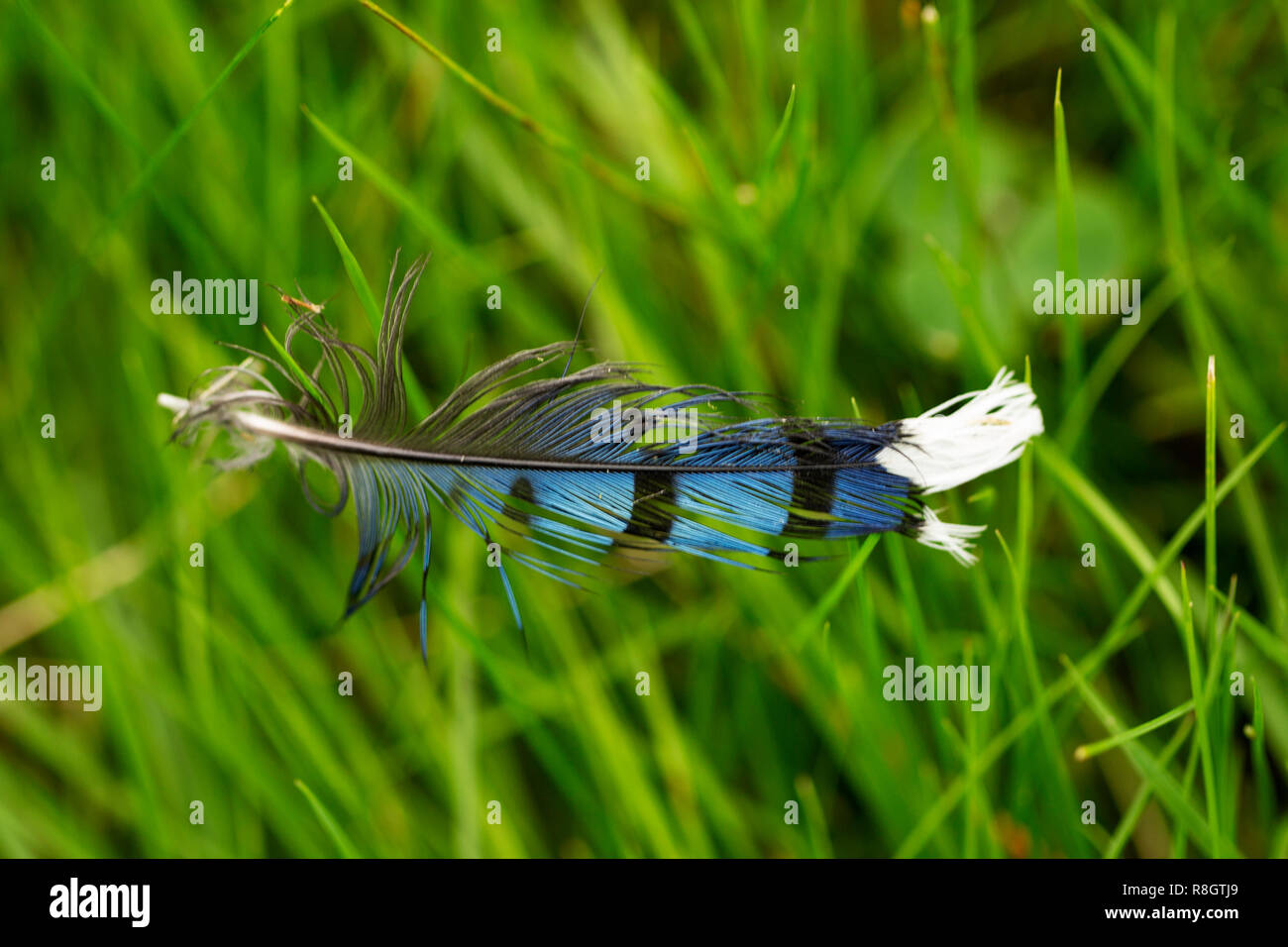 Blue jay feather Black and White Stock Photos & Images - Alamy