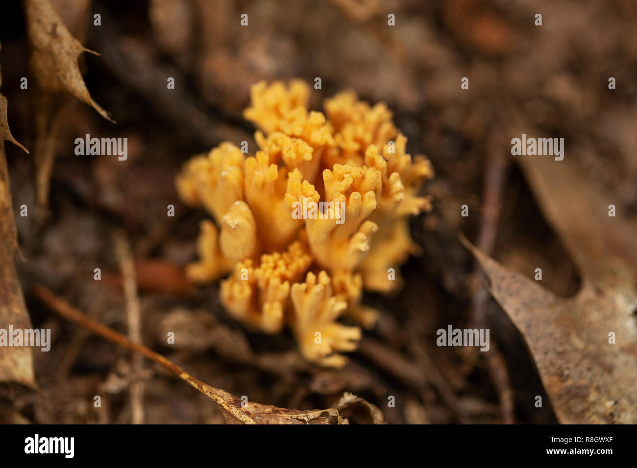 Crown-tipped coral mushroom (Artomyces pyxidatus) after turning yellow in the fall. This fungus is sometimes called Clavicorona pyxidata Doty. Stock Photo
