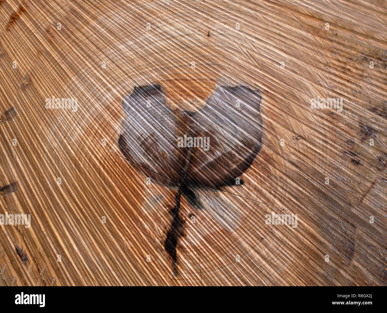 Wood structure with pattern in the shape of a flower Stock Photo