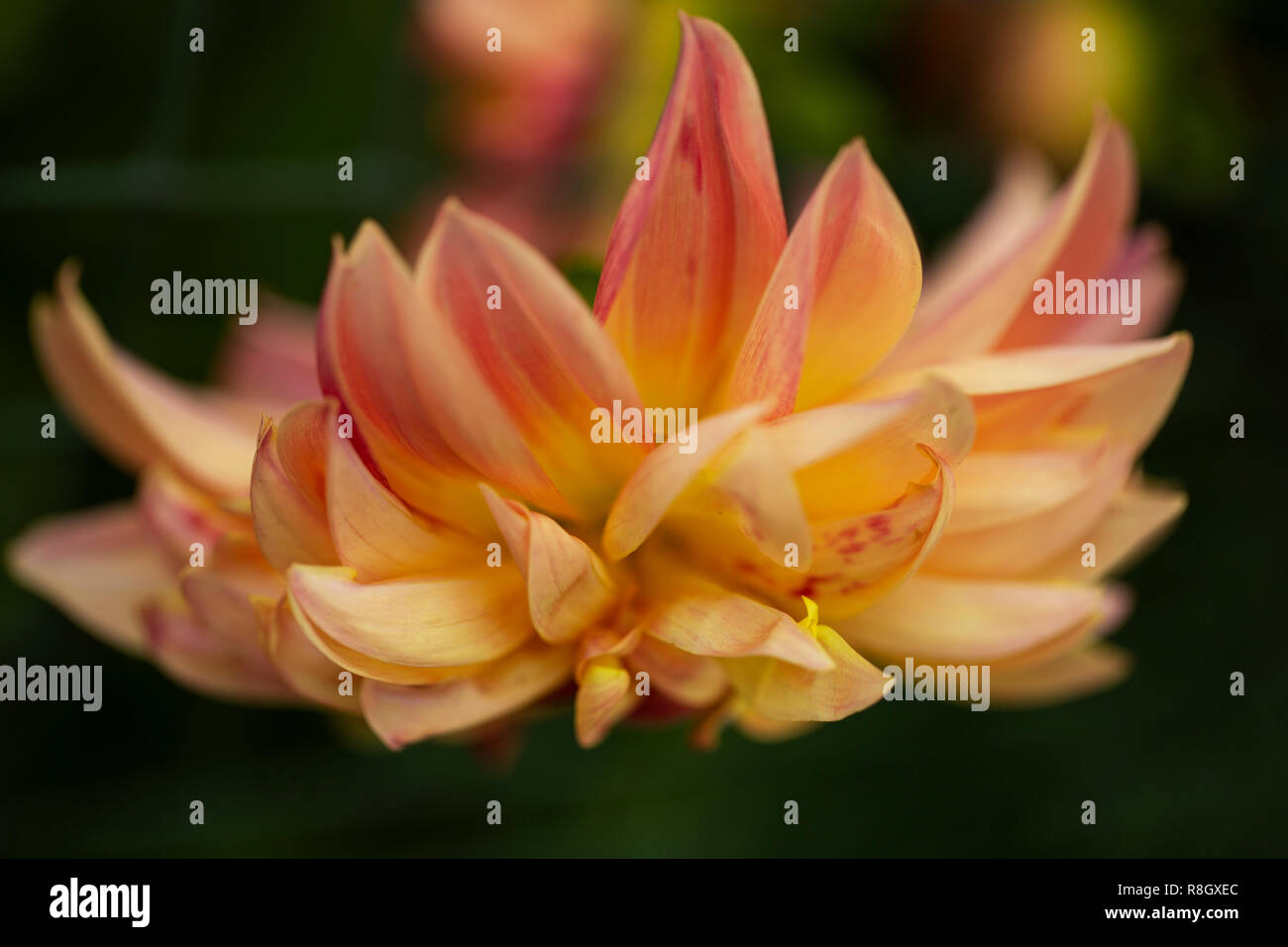 Garden dahlia (Dahlia pinnata) in the last days of summer. Stock Photo
