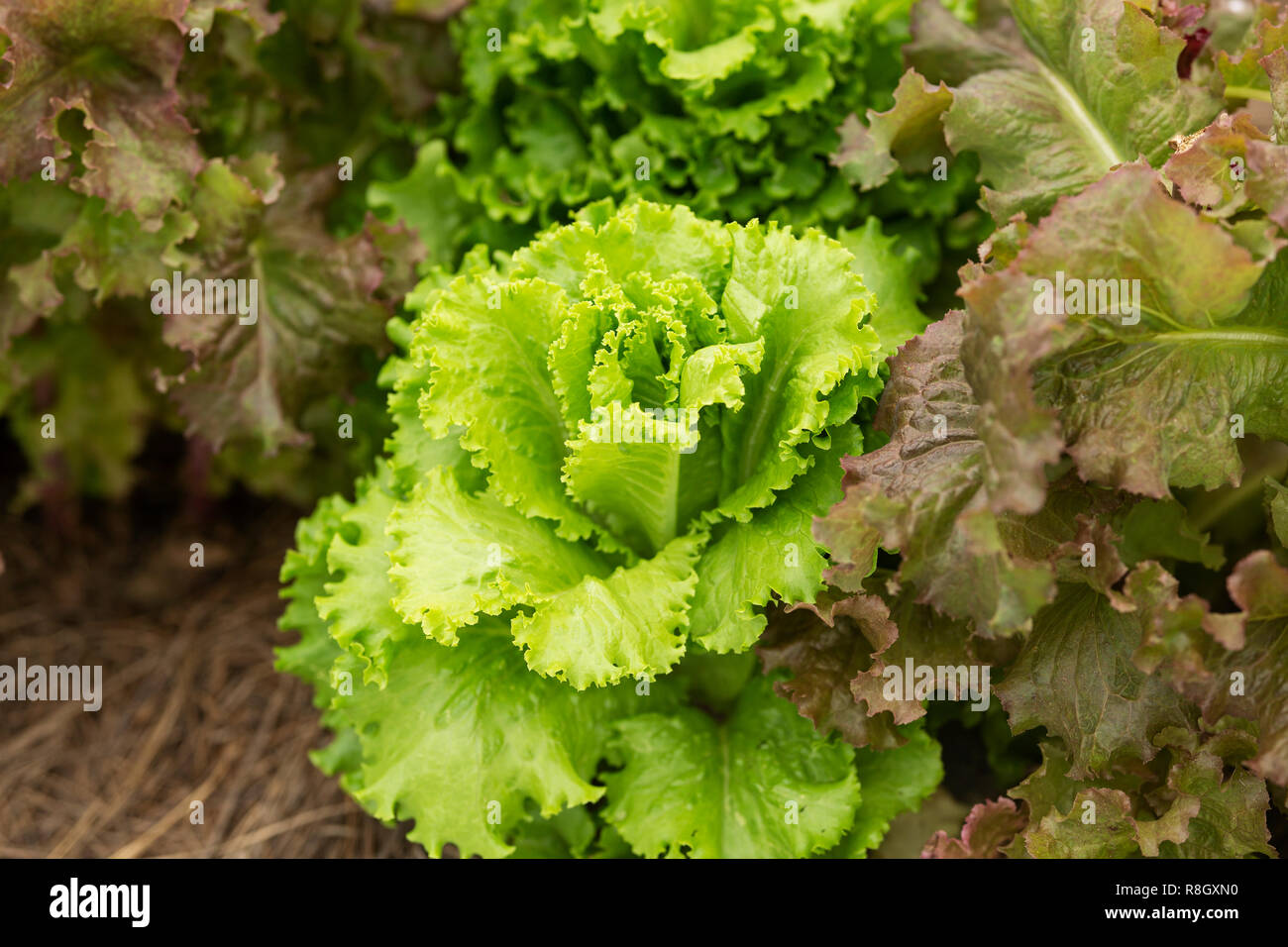 A head of green leaf lettuce (Lactuca sativa) growing in a community garden. Stock Photo