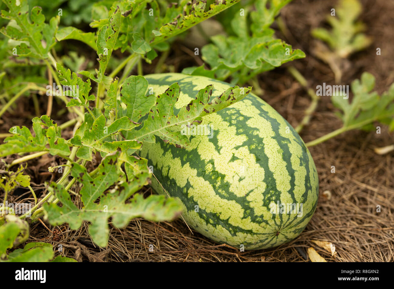 A watermelon (Citrullus lanatus) growing in a community garden. Stock Photo