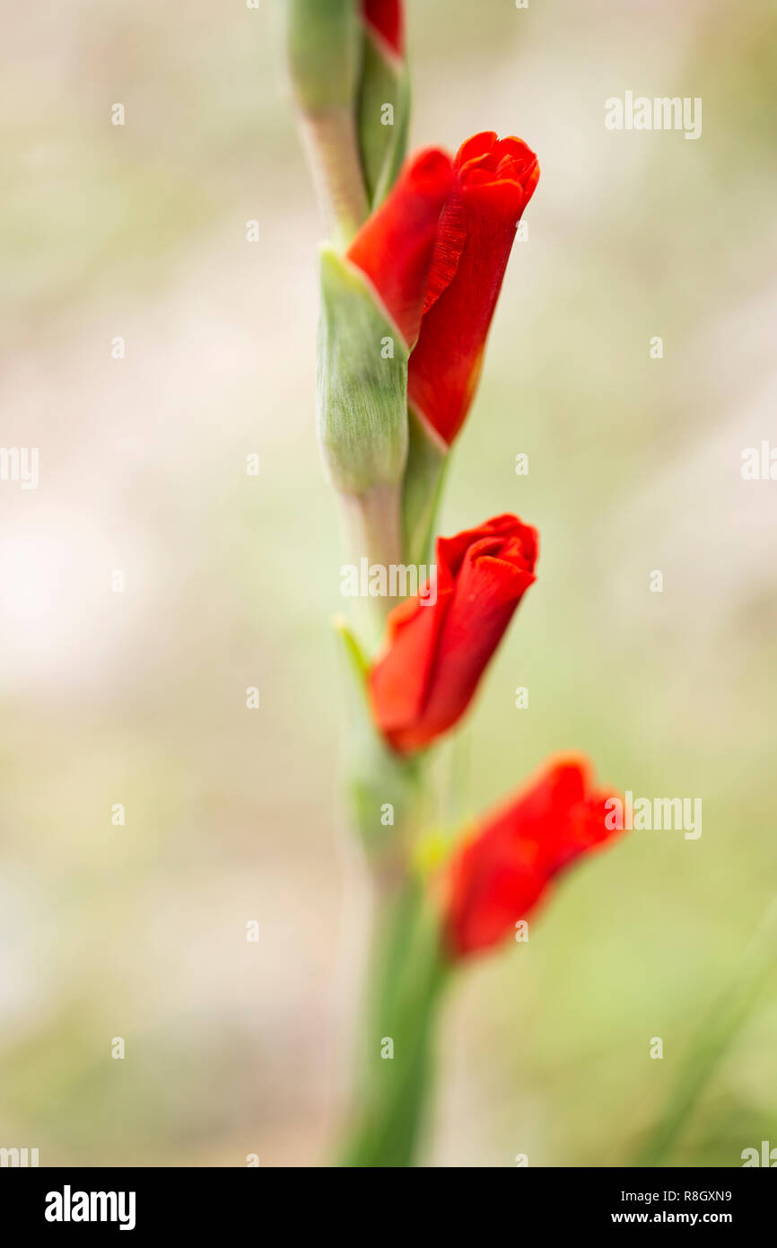 Red gladiolus (sword lily) buds growing in a garden Stock Photo Alamy