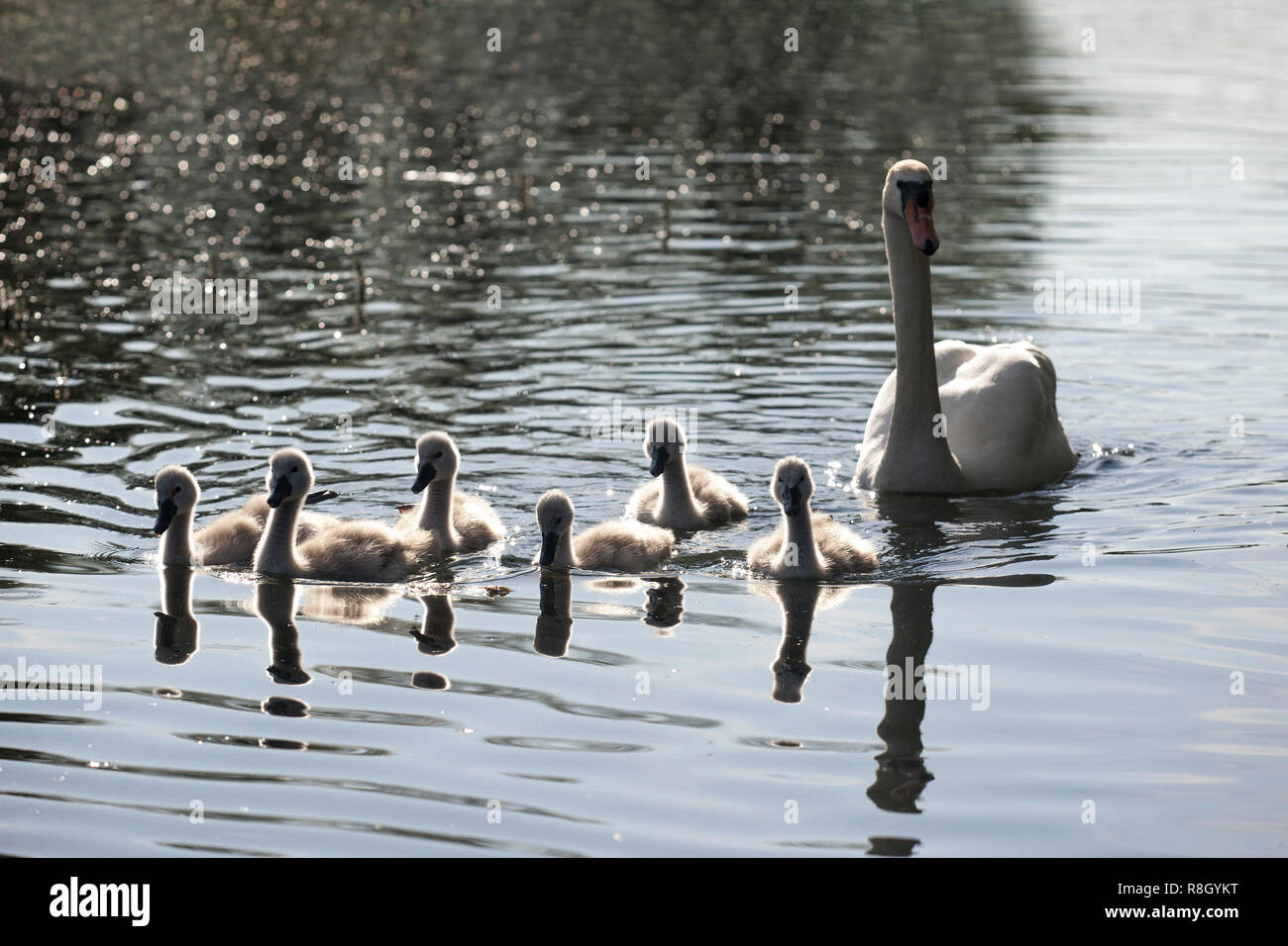 Mute Swan with 6 cygnets (Cygnus olor) swimming in lake at Rockwell College, Cashel, Tipperary, Ireland Stock Photo