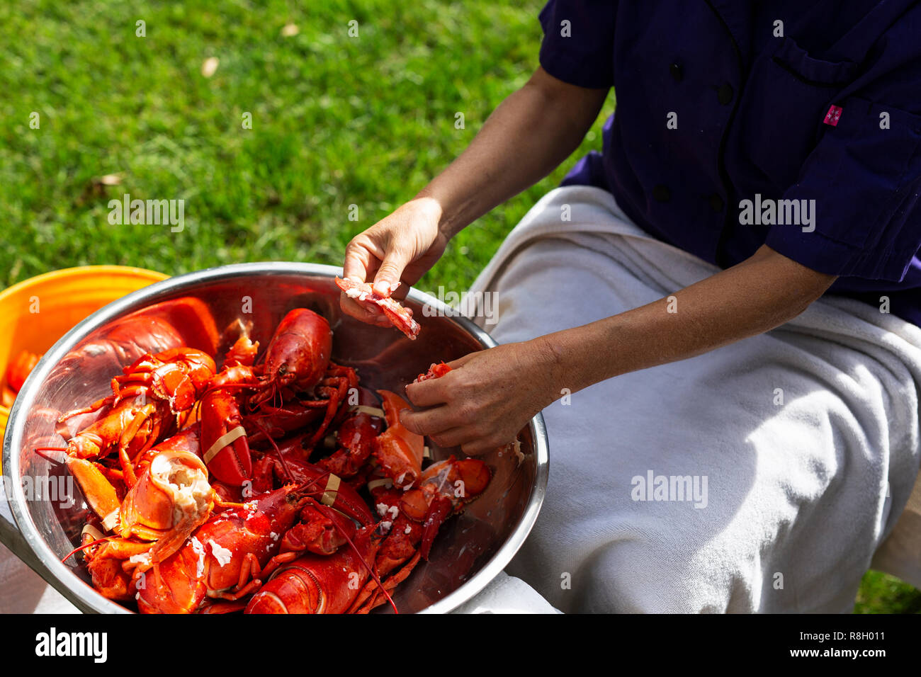 Women shucking fresh lobster in Freeport, Maine Stock Photo Alamy