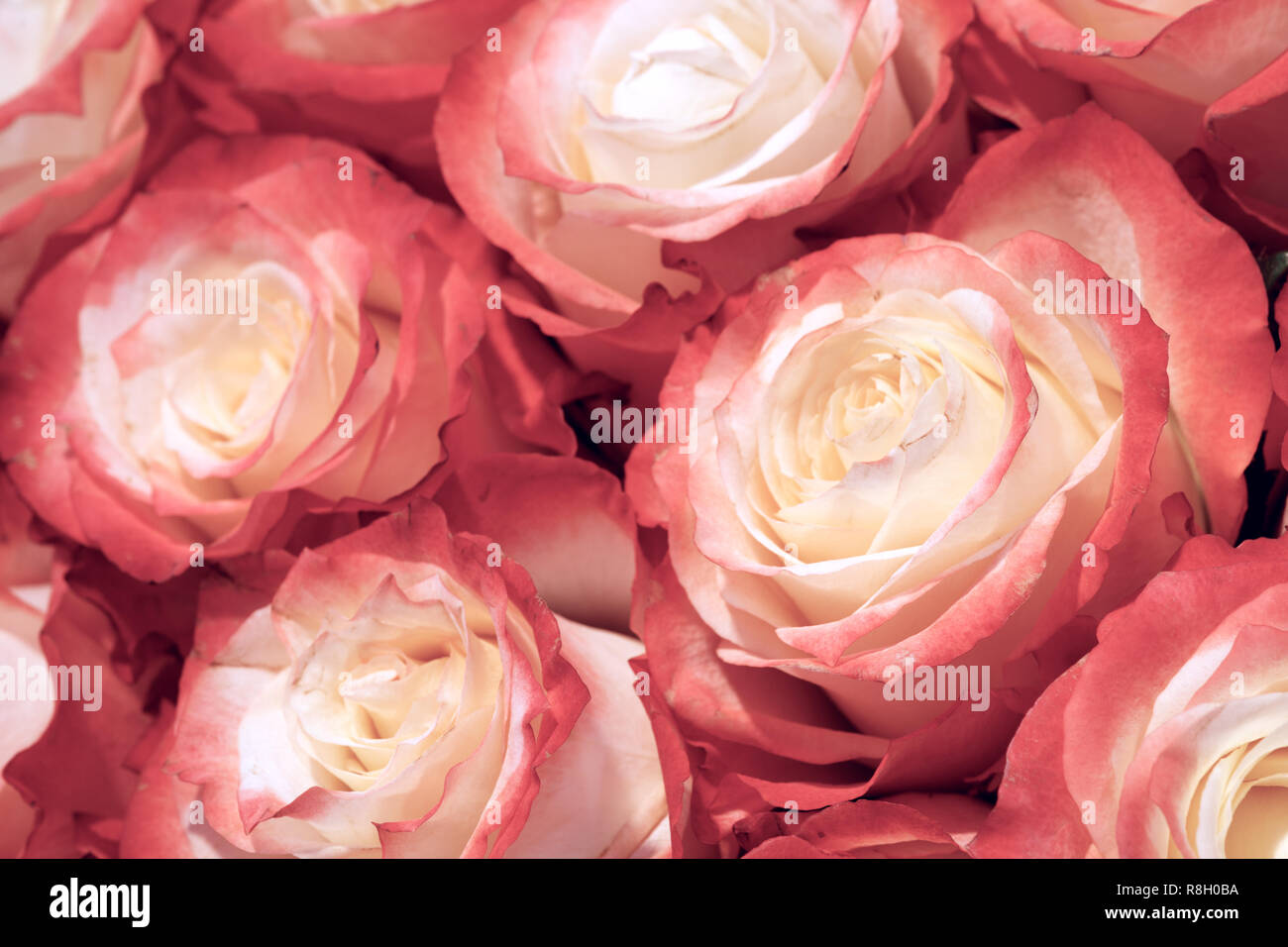Beautiful many roses flowers background for wedding scene vintage style ...