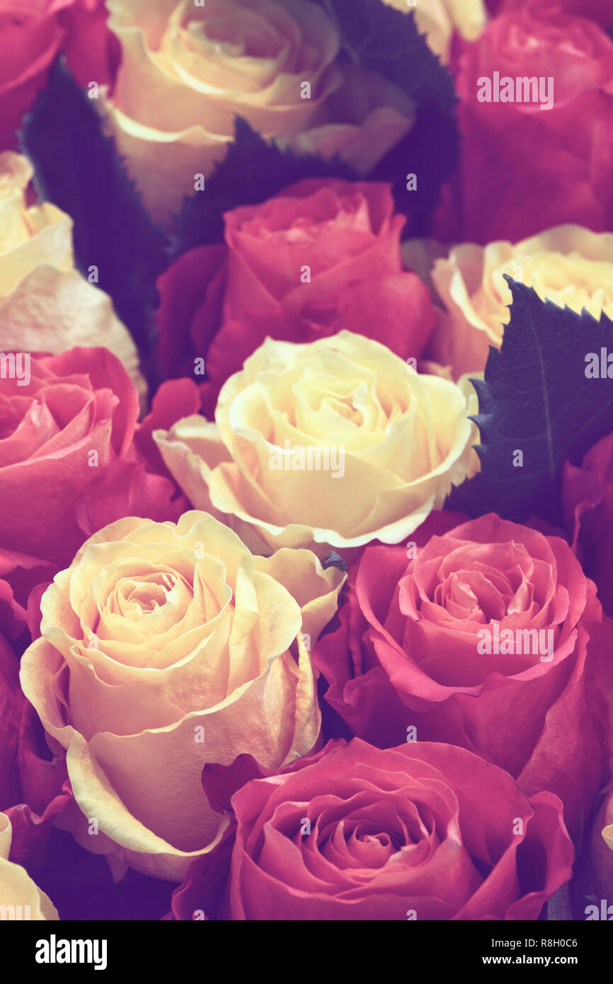 Beautiful many roses flowers background for wedding scene vintage style ...