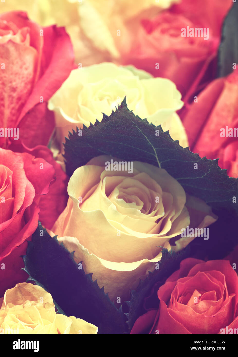 Beautiful many roses flowers background for wedding scene vintage style ...