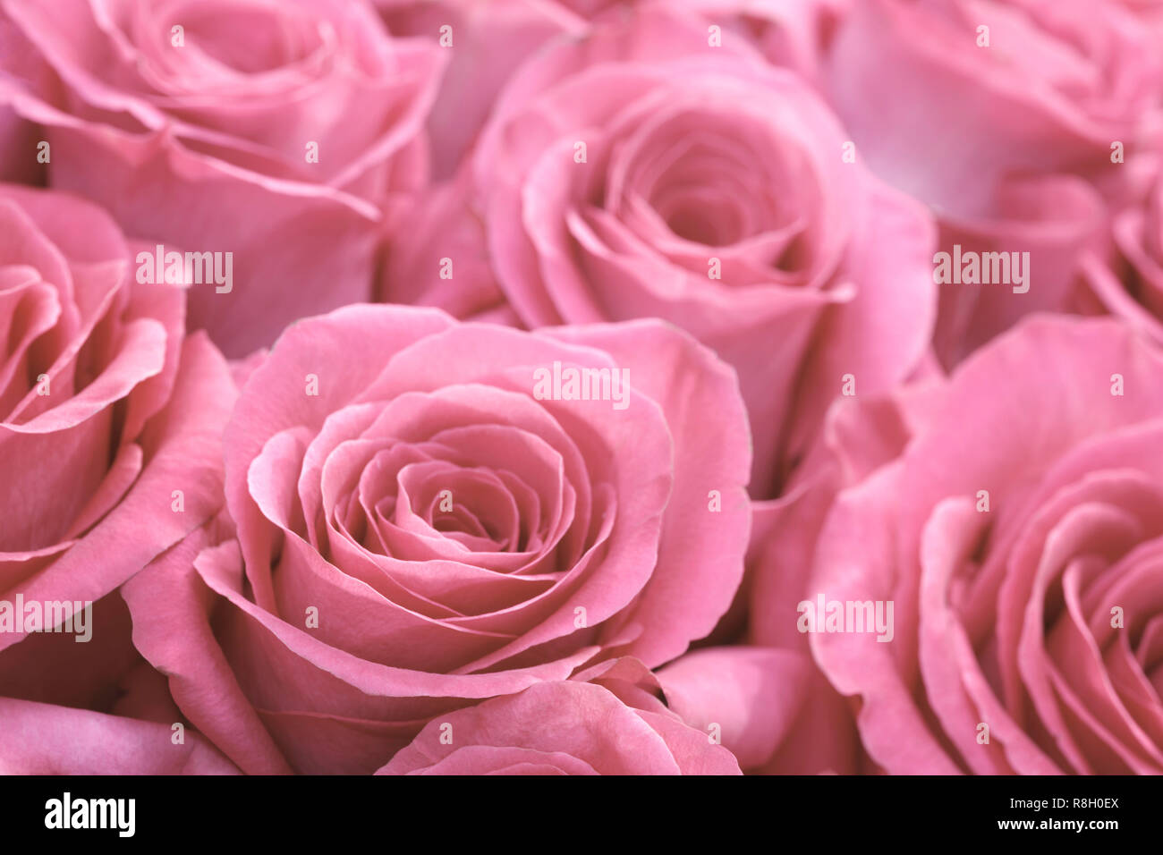Beautiful many roses flowers background for wedding scene vintage style