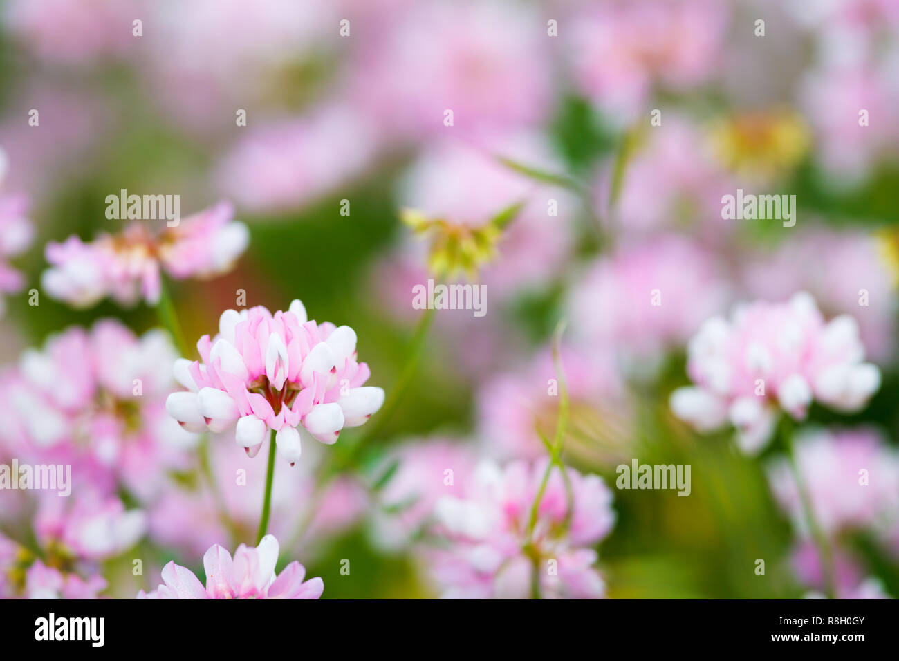 Clover seed head hi-res stock photography and images - Alamy