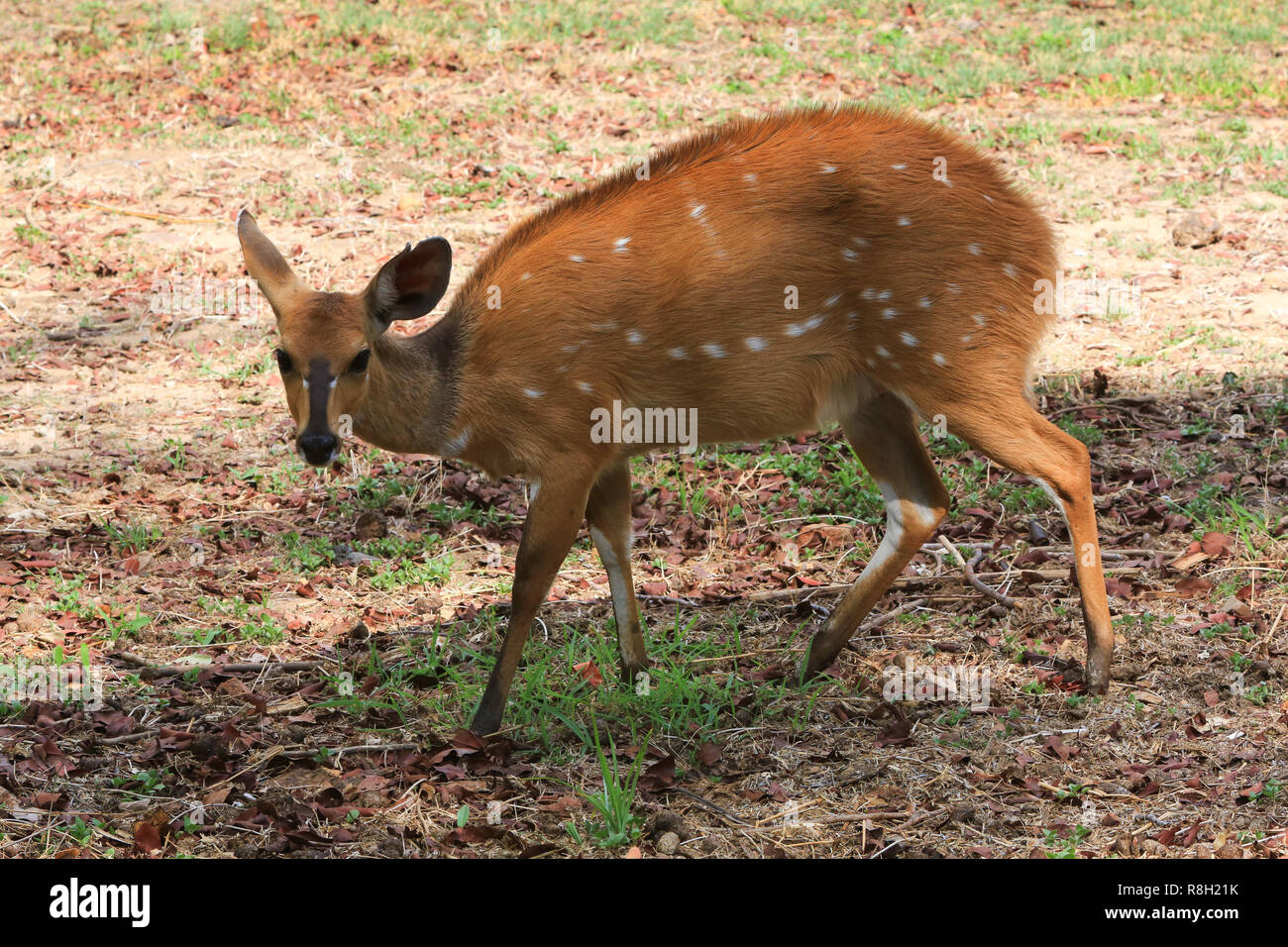 A female bushbuck on grass near the Ilala Lodge, Victoria Falls, Zimbabwe Stock Photo