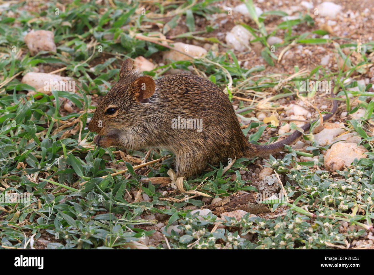 Greater cane rat - Wikipedia