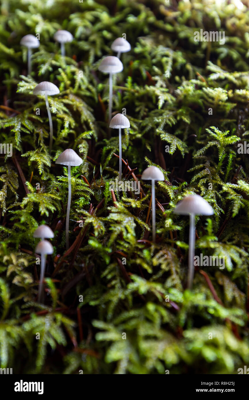 frosty bonnet mushrooms growing in a small group on an old tree stump with thick green moss as a background Stock Photo