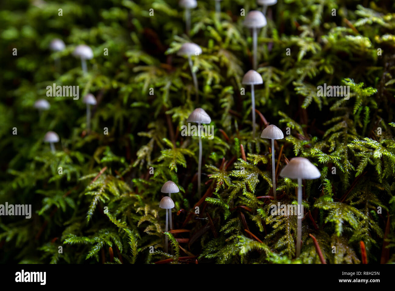 frosty bonnet mushrooms growing in a small group on an old tree stump with thick green moss as a background Stock Photo