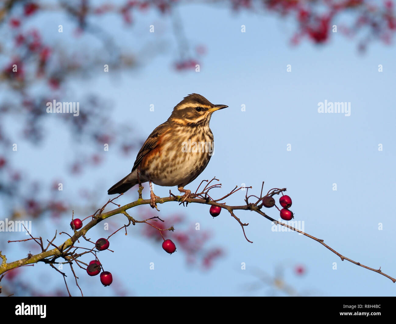 Redwing, Turdus iliacus, single bird on Hawthorn berry bush, Warwickshire, December 2018 Stock Photo