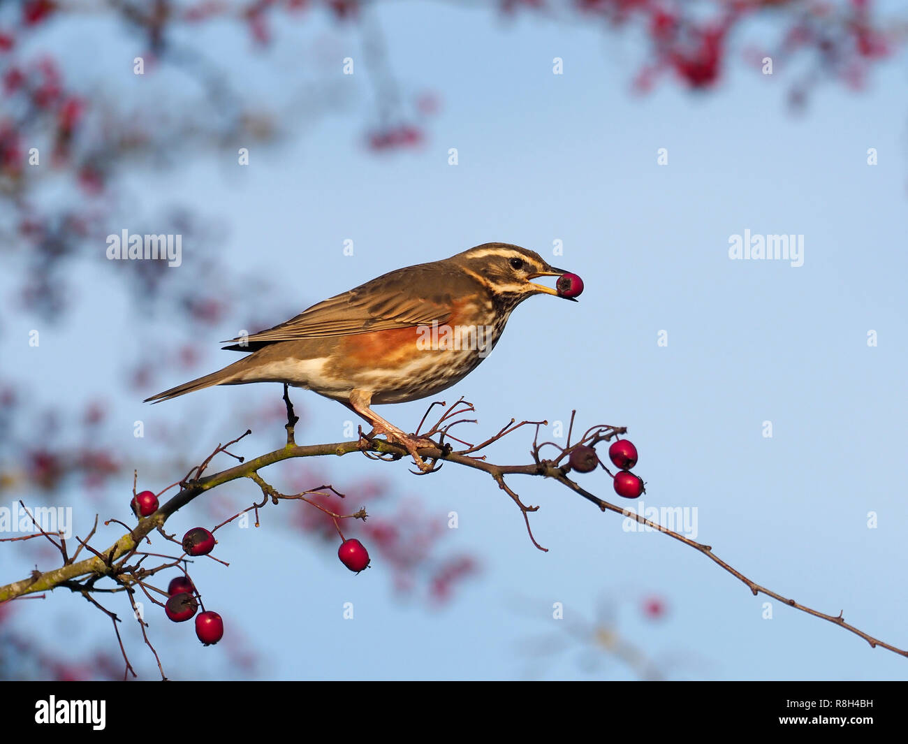 Redwing, Turdus iliacus, single bird on Hawthorn berry bush, Warwickshire, December 2018 Stock Photo