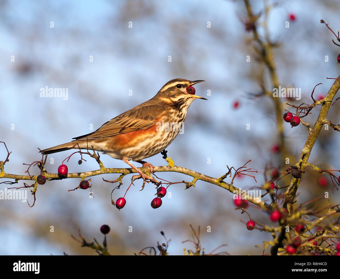 Redwing, Turdus iliacus, single bird on Hawthorn berry bush, Warwickshire, December 2018 Stock Photo