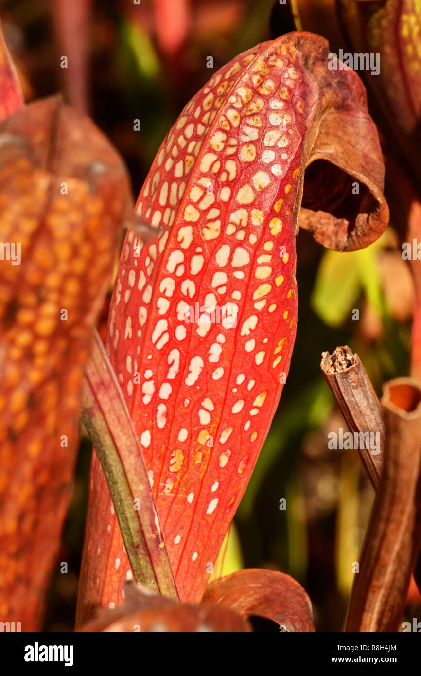 Pitcher plant -sarracenia flava-, the flower is red with white spots ,focus on the foreground ,leaves in the background Stock Photo