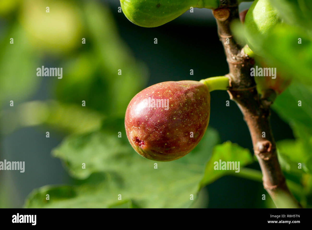 Branch of a fig tree (Ficus carica) with leaves and fruits in various ...