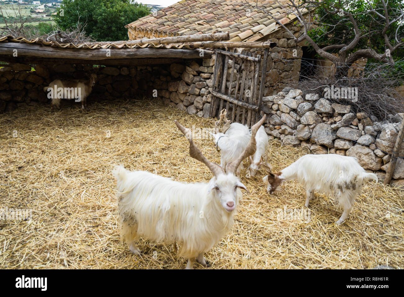 Girgentana goats (Capra aegagrus hircus) is an indigenous Sicilian goat, here at open-air museum near Mangiapane cave, Custonaci, Sicily, Italy Stock Photo