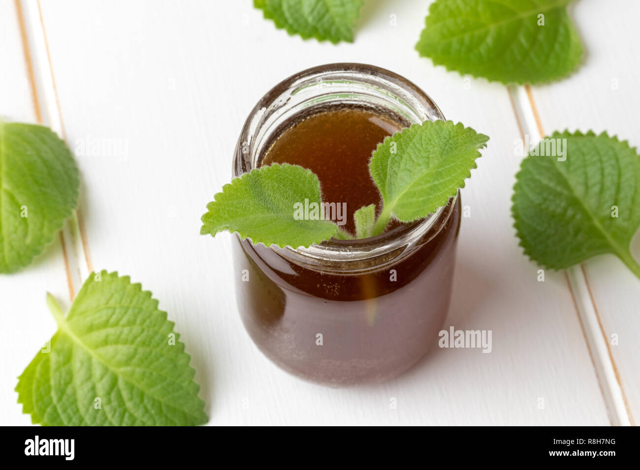 A jar of silver spurflower syrup against common cold with fresh Plectranthus argentatus plant Stock Photo
