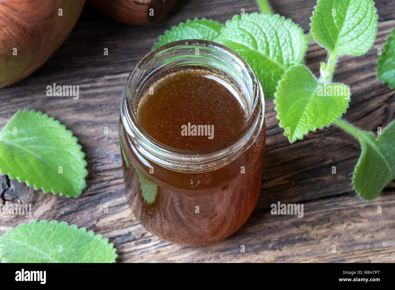 A jar of silver spurflower syrup against common cold with fresh Plectranthus argentatus plant Stock Photo