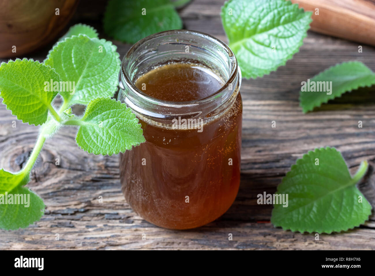Silver spurflower syrup against common cold with fresh Plectranthus argentatus plant Stock Photo
