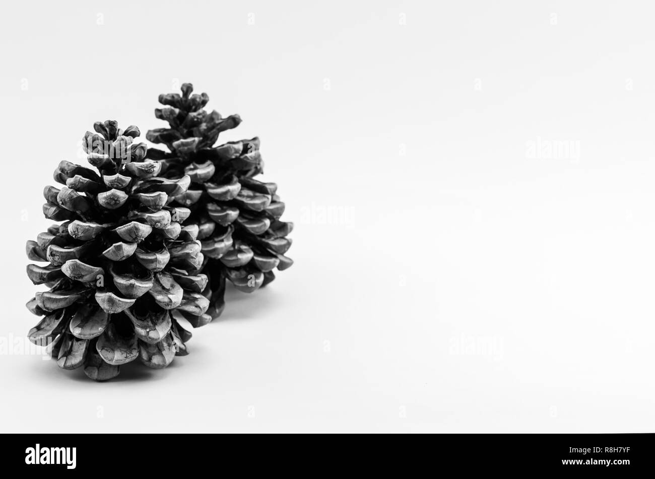 Female conifer cone Black and White Stock Photos & Images - Alamy
