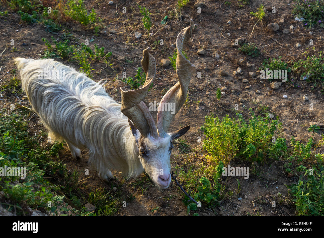 Girgentana (Capra aegagrus hircus) is an indigenous Sicilian goat, here at Valle dei Templi (Valley of the Temples), Agrigento, Sicily, Italy Stock Photo