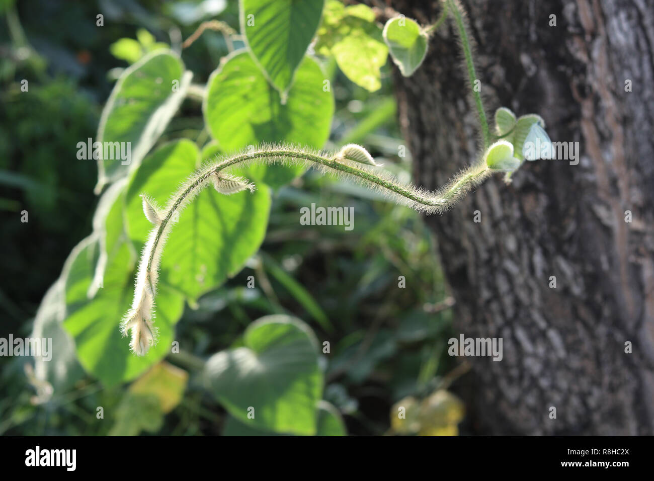 Wild creeper vine Stock Photo Alamy