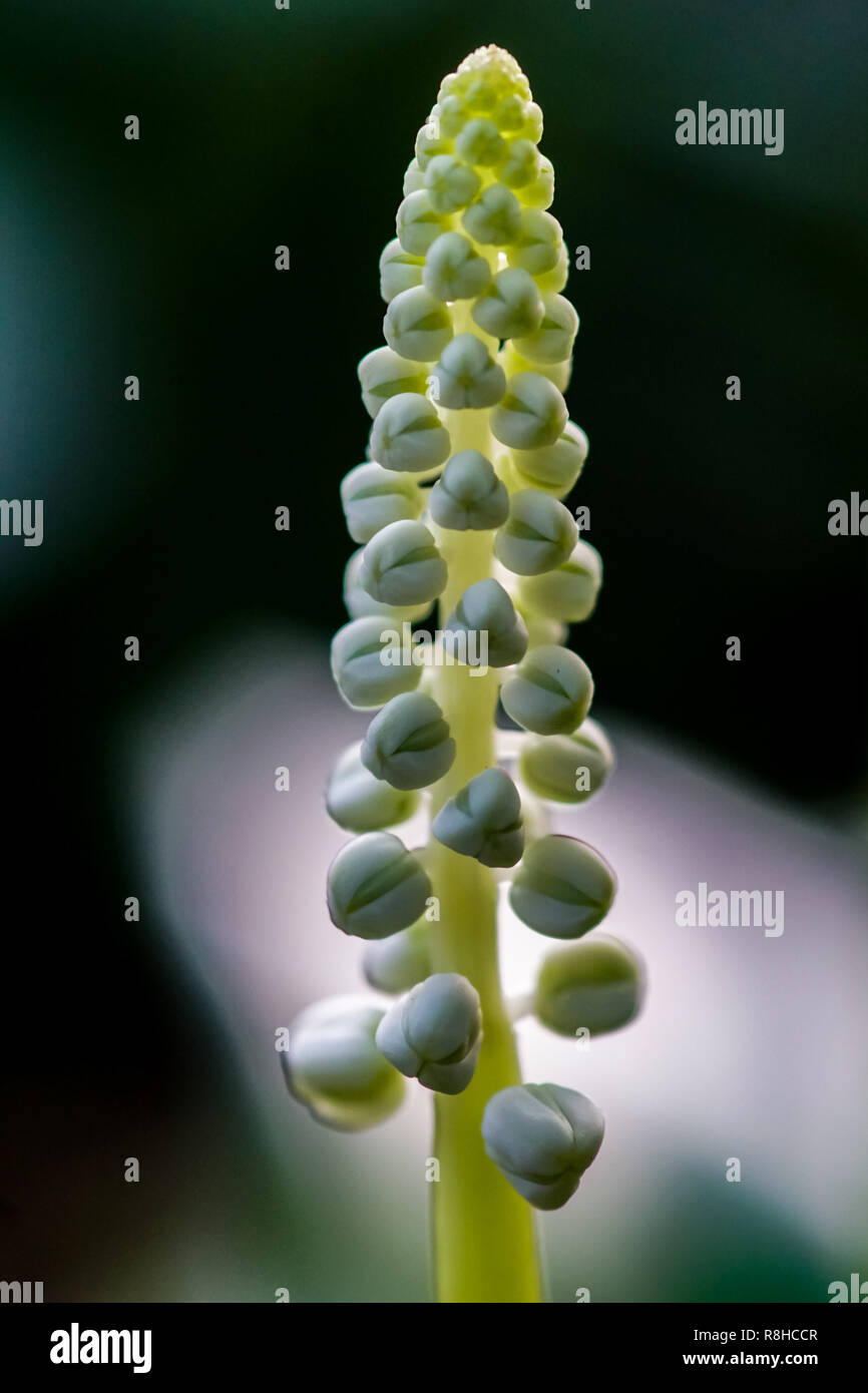 Stem with flower buds hi-res stock photography and images - Alamy