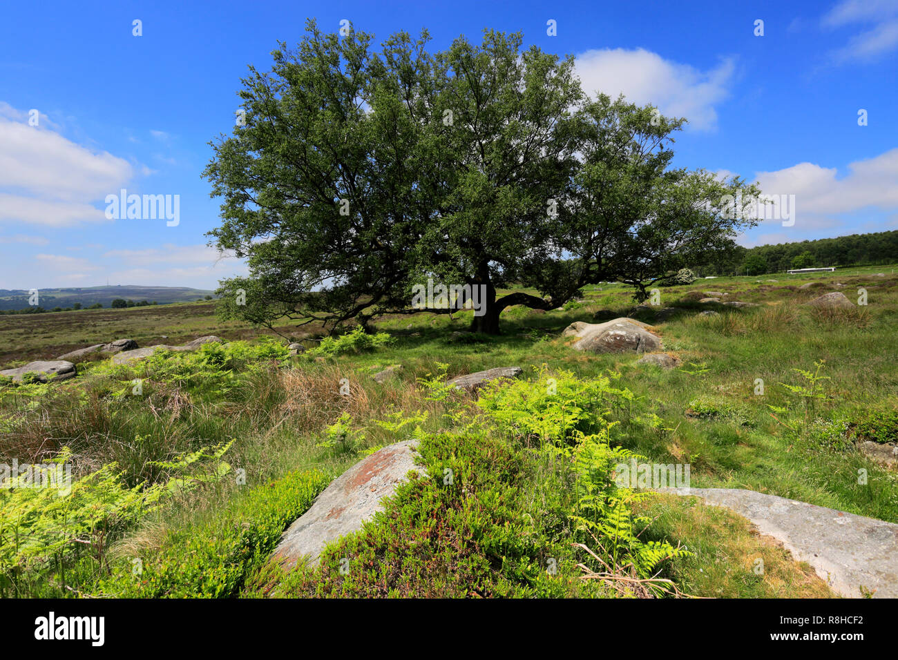 Oak Tree on Lawrence Field, Grindleford village, Derbyshire County
