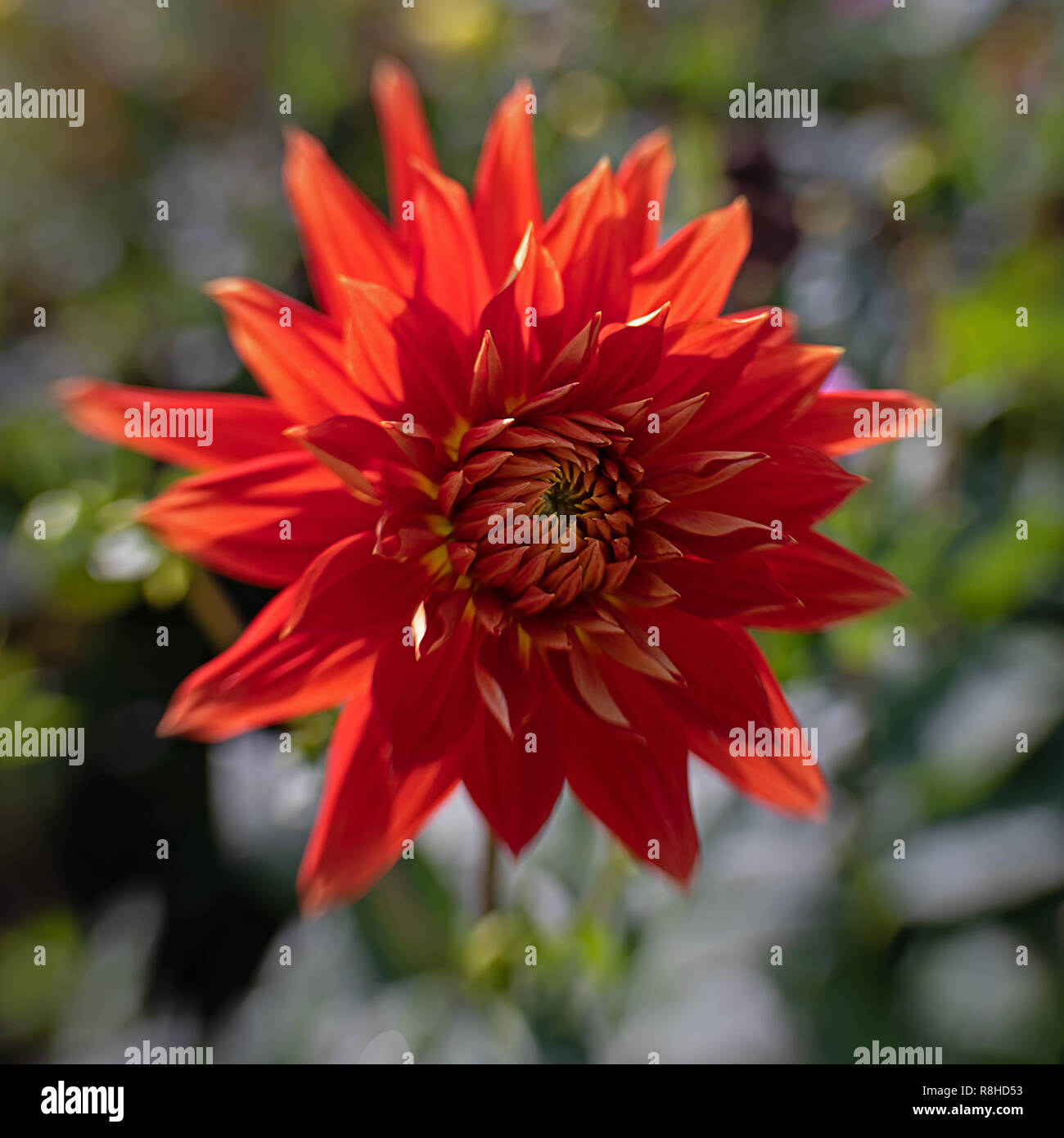 magnificent dahlias in bloom Stock Photo