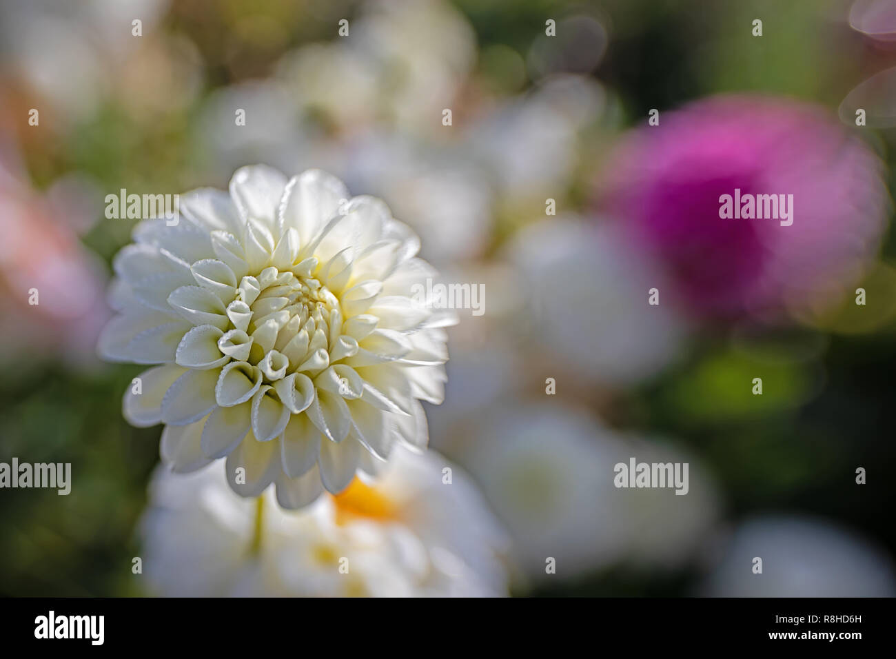 magnificent dahlias in bloom Stock Photo