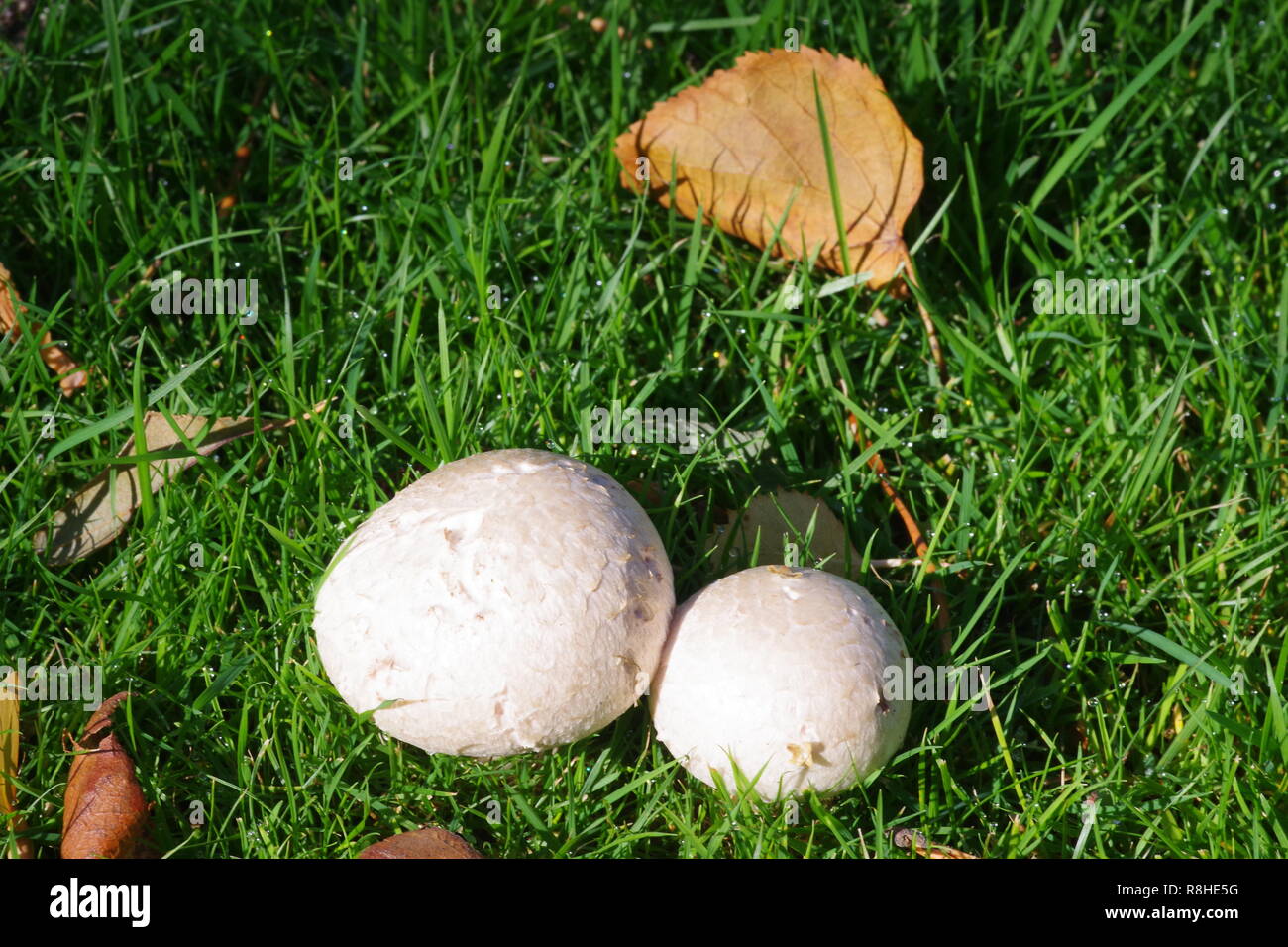 Field Mushroom Pair (Agaricus campestris) Growing on the Lawn at Cruickshank botanic garden. Old