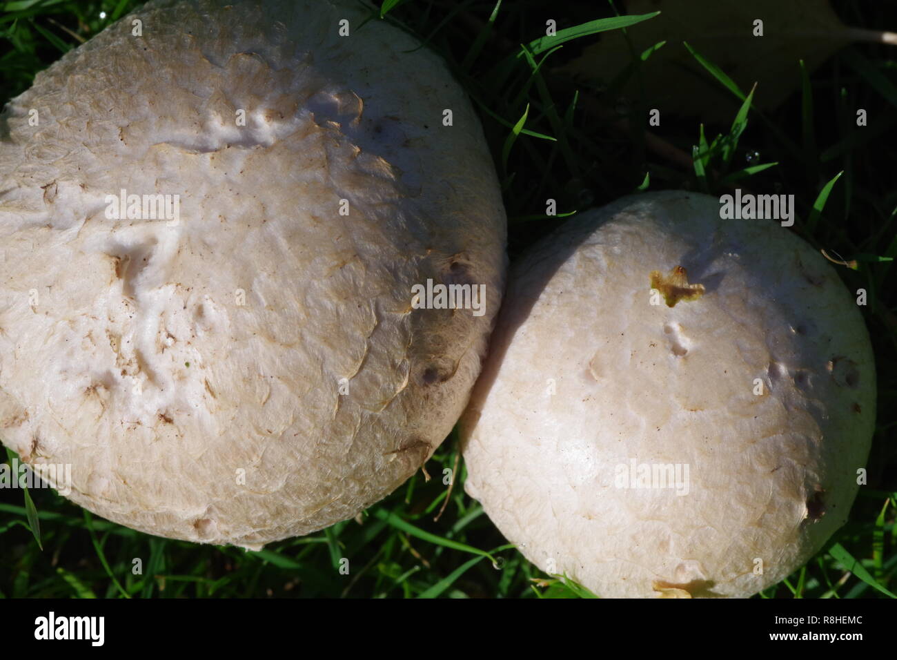 Foraging mushroom scotland hires stock photography and images Alamy