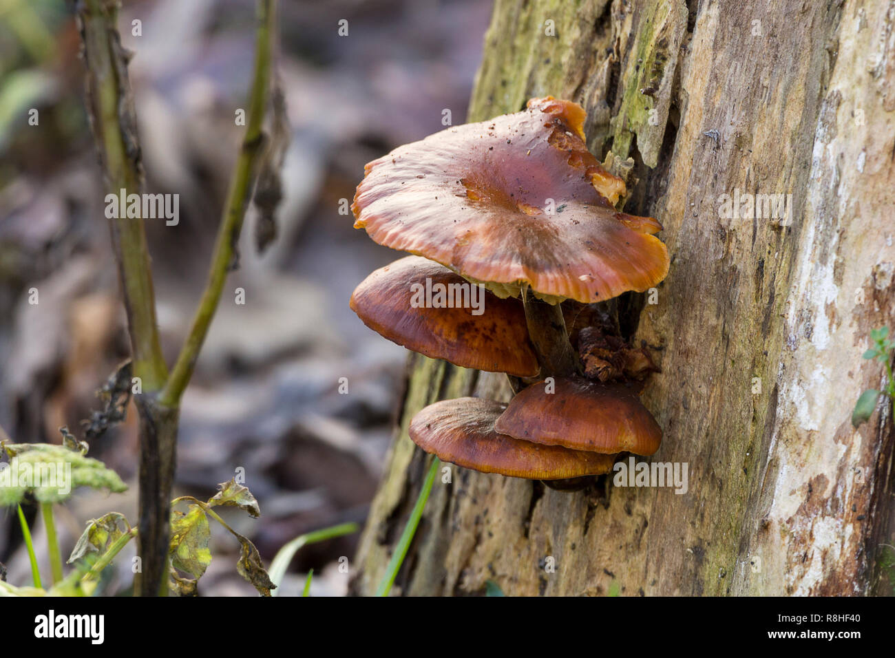 Fungi fungus yellow brown bracket or shelf variety growing on side of